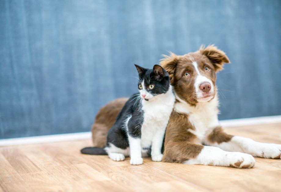 A puppy and kitten